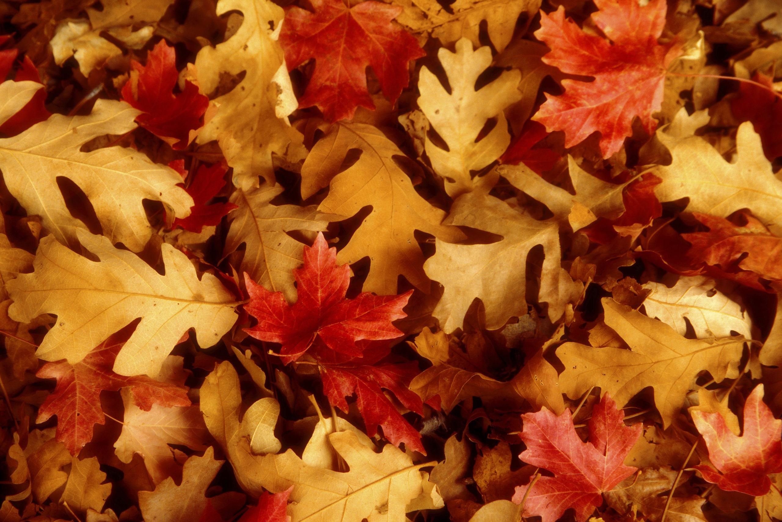 Листья картинки. Осенние листья. Осенняя листва. Листья осенью. Осенний Лис.